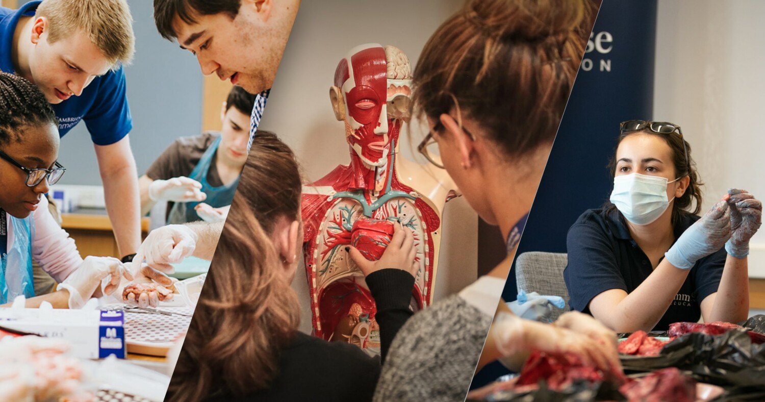 Group of students studying anatomy and physiology.