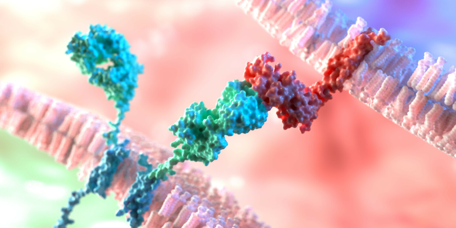 A model or prototype of cell interaction.