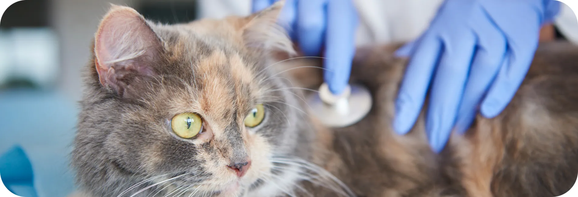 a cat with a stethoscope on its back