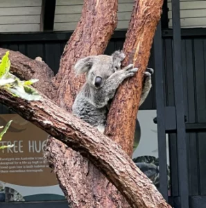 Koala bear on tree