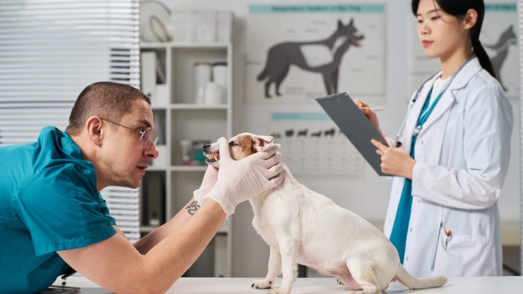 veterinary studies summer programs high school students