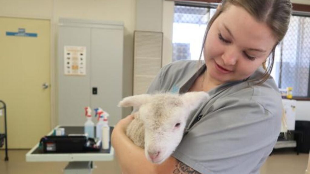 15 Veterinary Studies Programs in Australia for High School Students 3