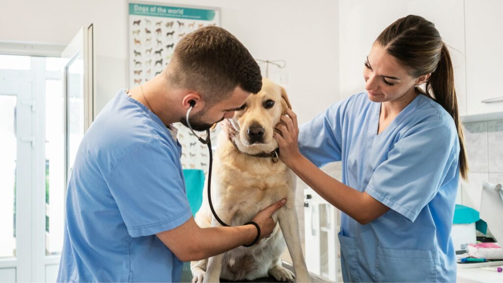 Veterinary studies summer school age