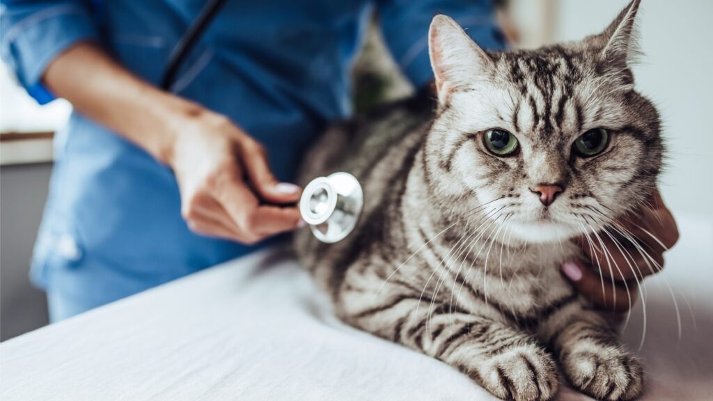 veterinary medicine summer programs