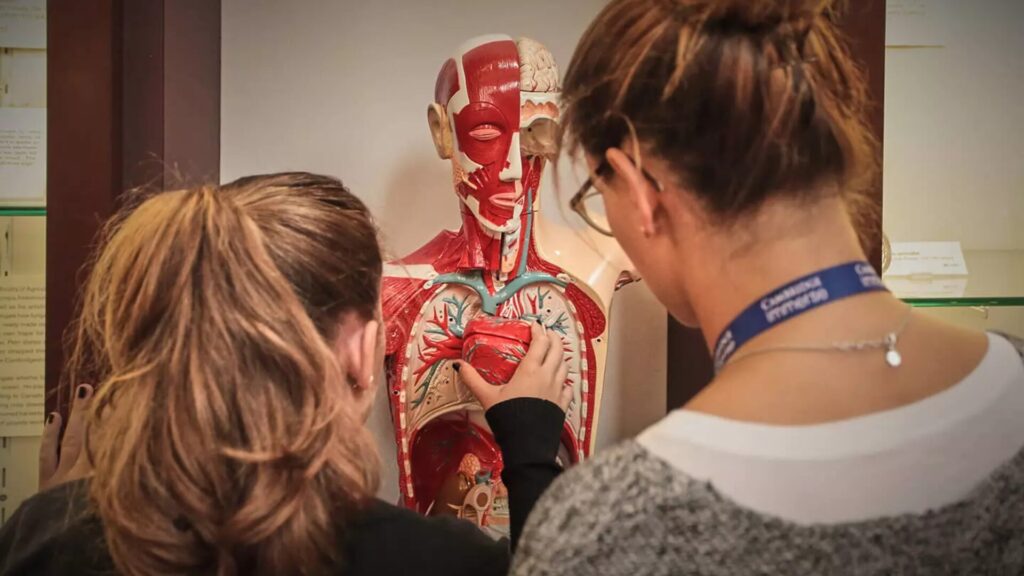 2 high school students are examining a plastic model of the human anatomy.